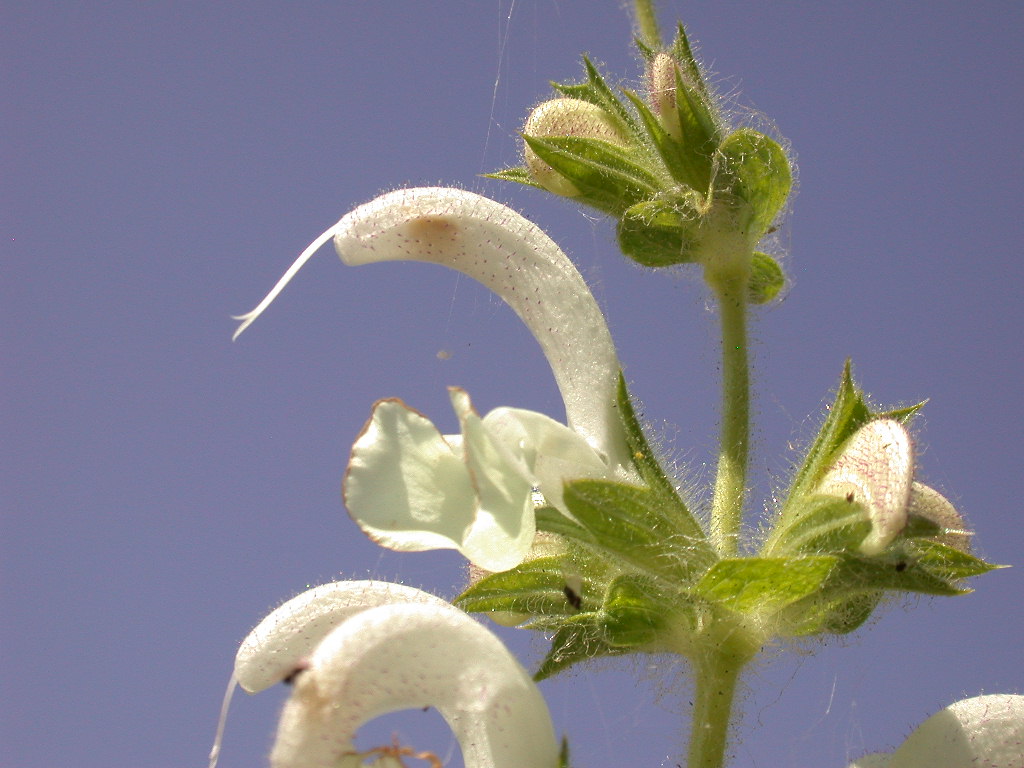 Salvia argentea (quiz)